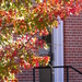 October 29: Sunlight on Leaves by daisymiller