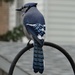 Blue Jay by annepann