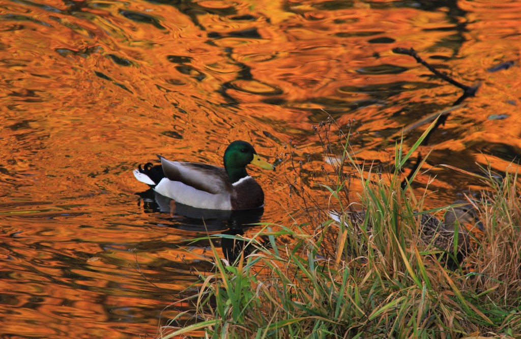 Ducks In Orange Cream Suace by digitalrn