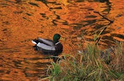 29th Oct 2014 - Ducks In Orange Cream Suace