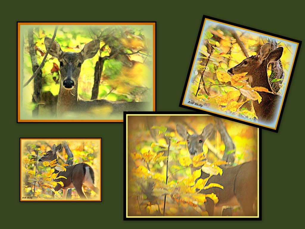 Deer collage by vernabeth