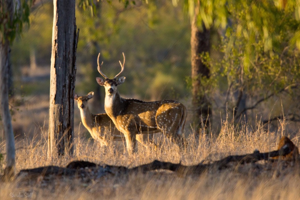Chital stag and doe by bella_ss