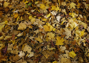 29th Oct 2014 - A summer's worth of leaves