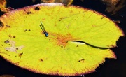30th Oct 2014 - Large Lilly Pad, Tiny Blue Dragon Fly.
