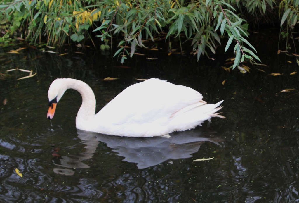 Swan by oldjosh