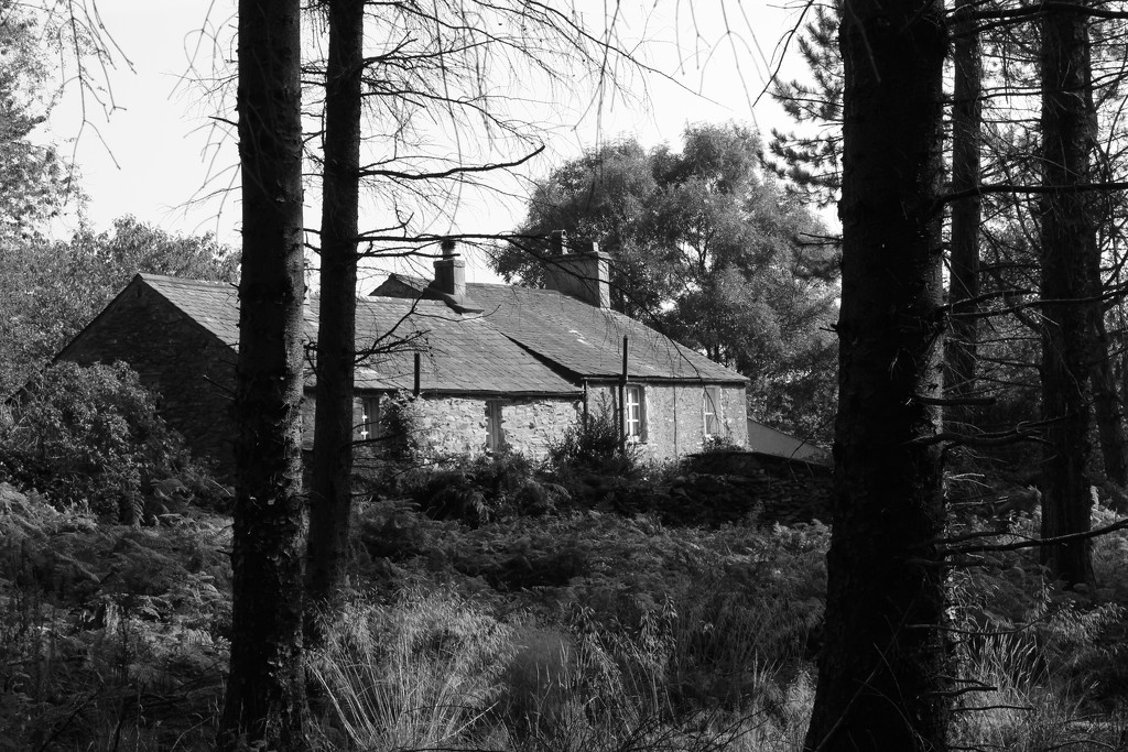 The House In The Woods by motherjane