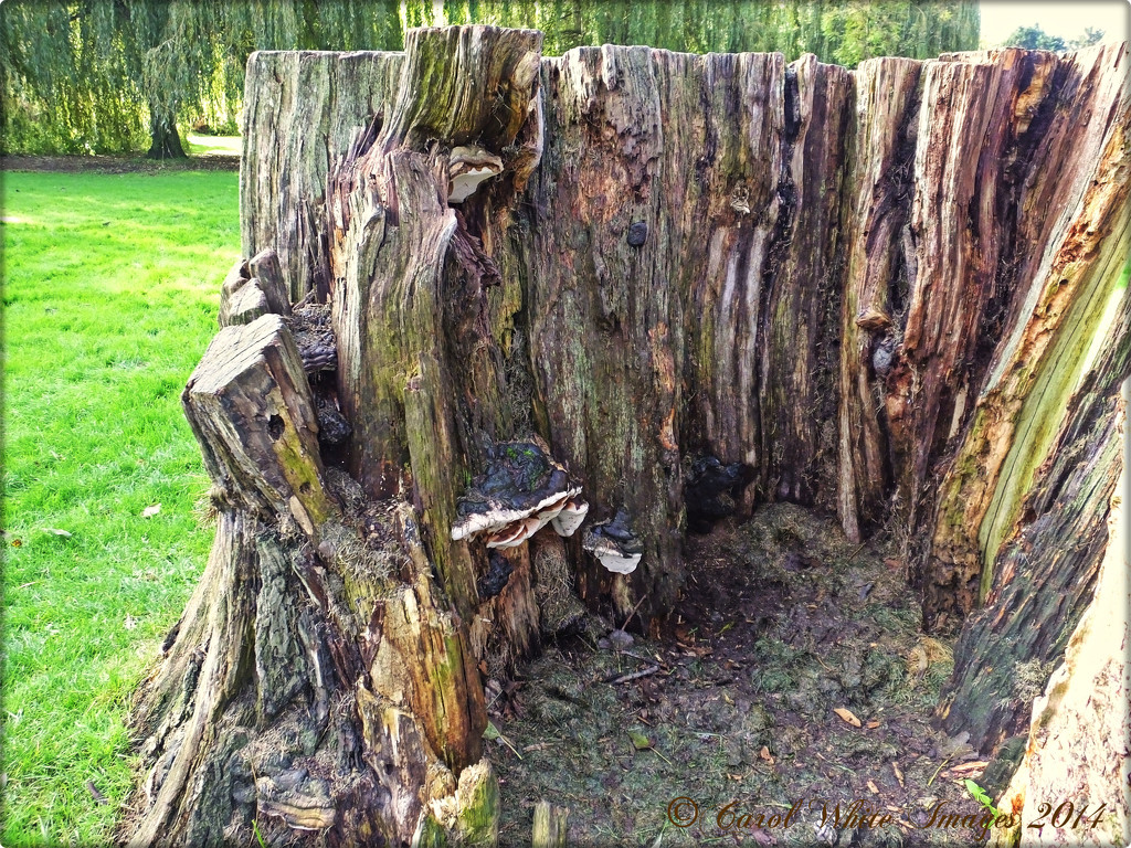 Dead Wood by carolmw