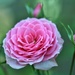 Last Roses of Summer by lynnz