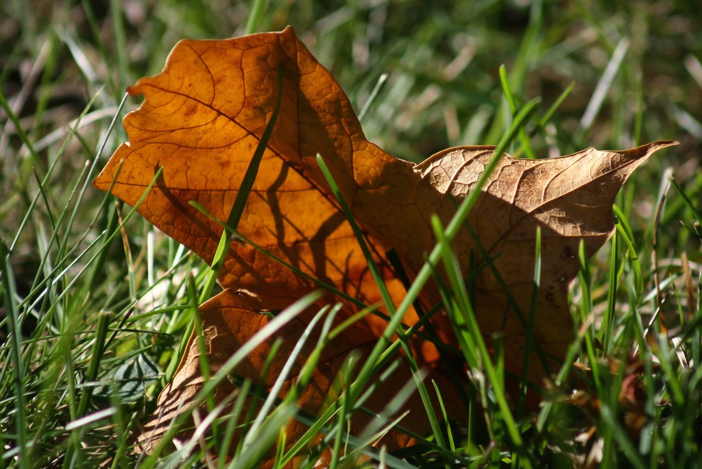 A fallen leaf by mittens