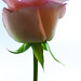 Bright pink rose by elisasaeter