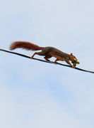 15th Oct 2014 - Walking the Tightrope