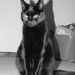 Black Cat by dragey74