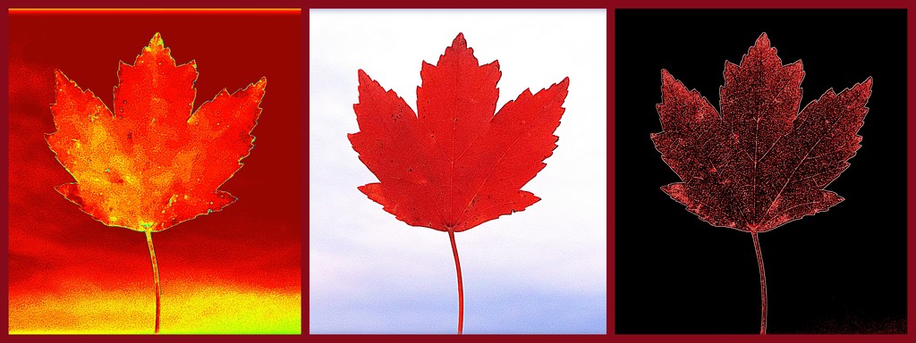 Maple Leaf Triptych by homeschoolmom