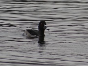 31st Oct 2014 - Ring-necked Duck