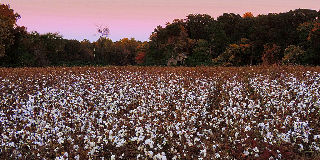 sunsetcottonbarnlandscape by homeschoolmom