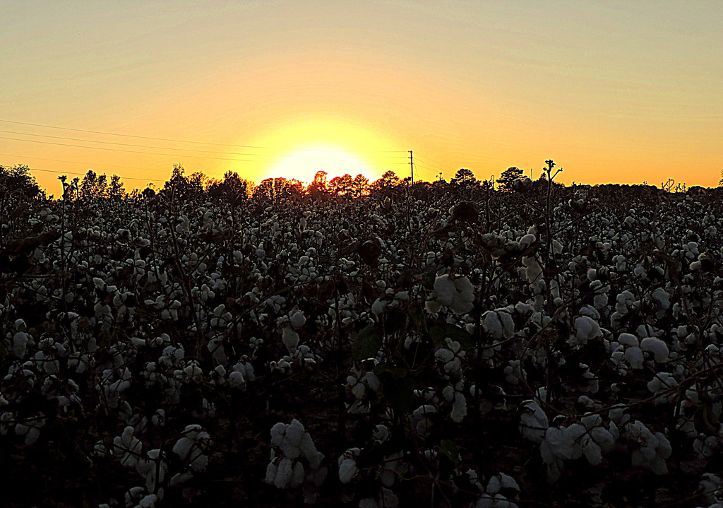 Cotton sunset! by homeschoolmom