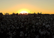 31st Oct 2014 - Cotton sunset!