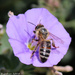 Bee purple by flyrobin