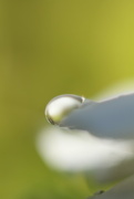 30th Oct 2014 - Drop of Water