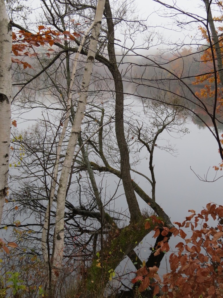Misty morning along the Androscoggin River by rob257