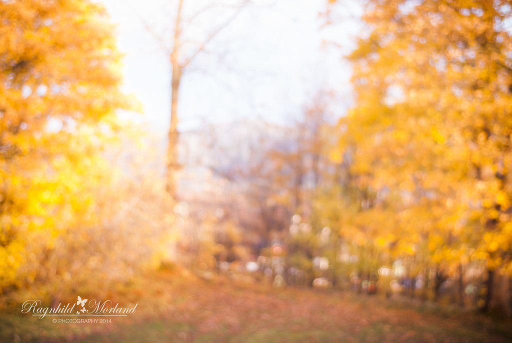 Autumn Colors by ragnhildmorland
