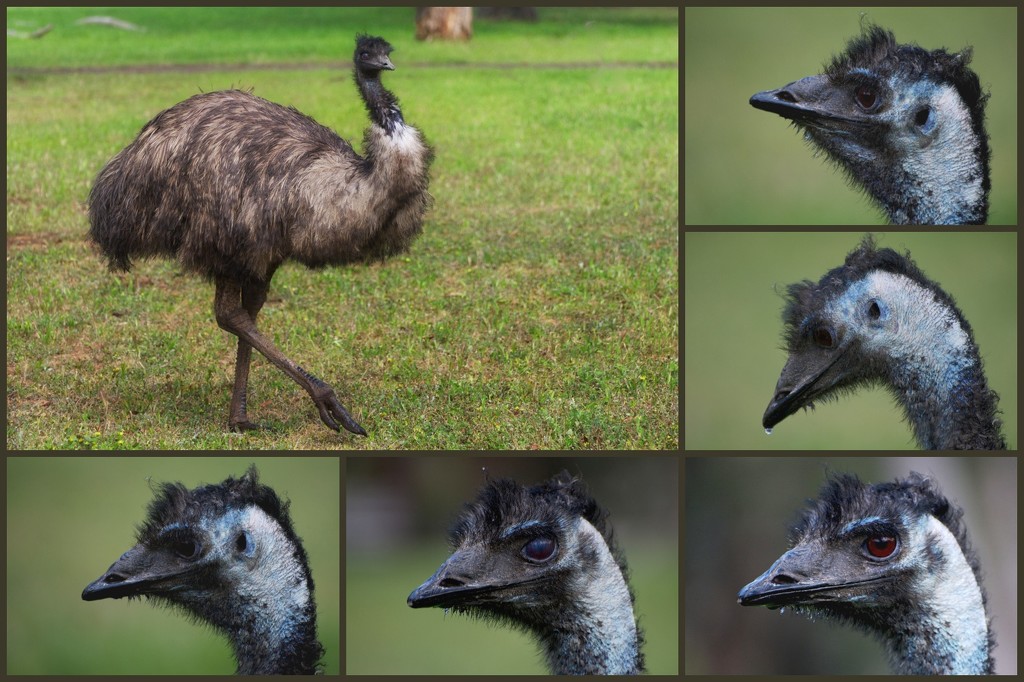 Portrait of an Emu by taffy