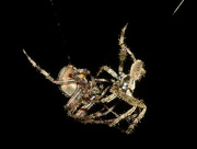 31st Oct 2014 - Arachnids In Love