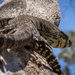 Cranky lace monitor by pusspup