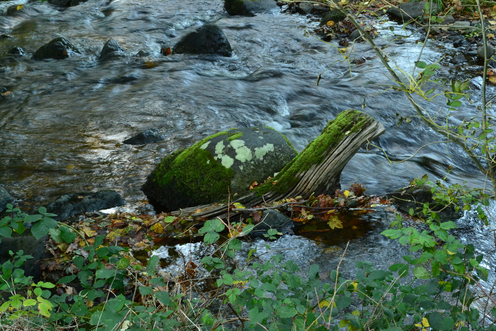 Moss, stone, stump and water by ziggy77