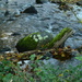 Moss, stone, stump and water by ziggy77