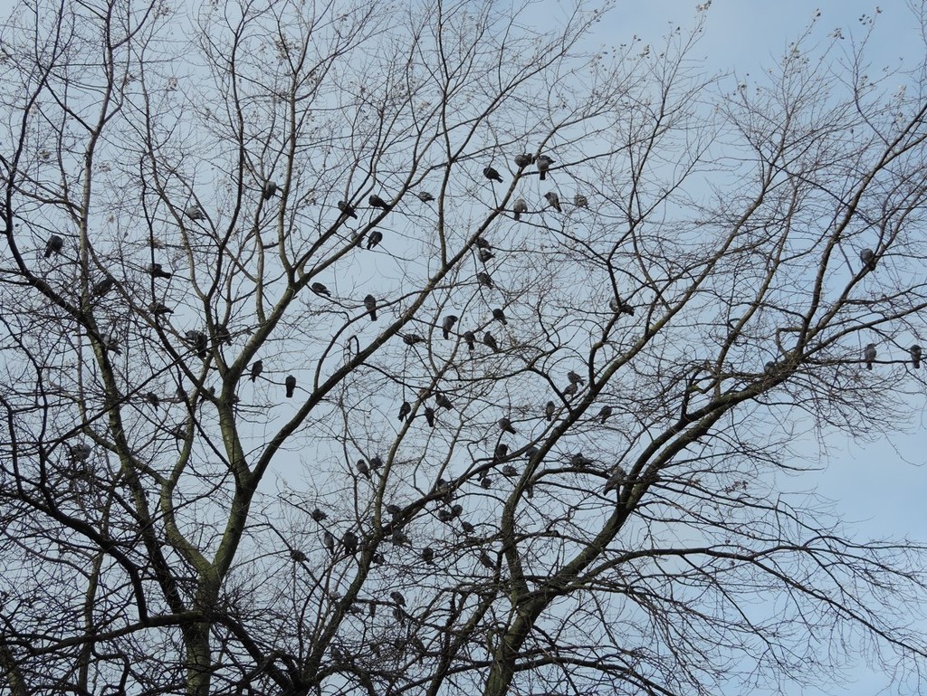 Pigeons in a tree by roachling