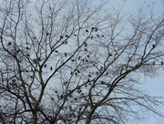 30th Oct 2014 - Pigeons in a tree