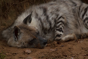 31st Oct 2014 - Lazy Hyena