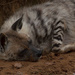 Lazy Hyena by leonbuys83