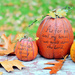 My Pumpkins by mhei