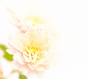 1st Nov 2014 - Chrysanthemum