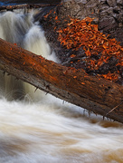 29th Oct 2014 - The Cascade and Trees