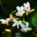 Australian Native Bush Gardenia. by happysnaps