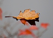 30th Oct 2014 - Fallen Leaf w/ Reflection of Others