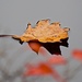 Fallen Leaf w/ Reflection of Others by rob257