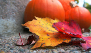 31st Oct 2014 - Pumpkins & Leaves