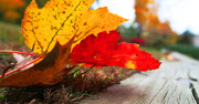 1st Nov 2014 - More Autumn Leaves