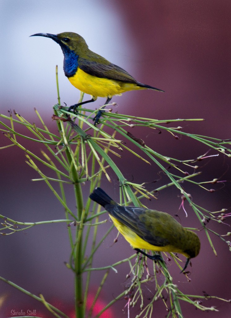 Olive backed sunbird in the spotlight by bella_ss