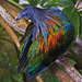 Pretty Bird by joysfocus