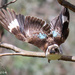 Kookaburra flight by flyrobin
