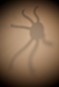 31st Oct 2014 - Halloween Spider ???