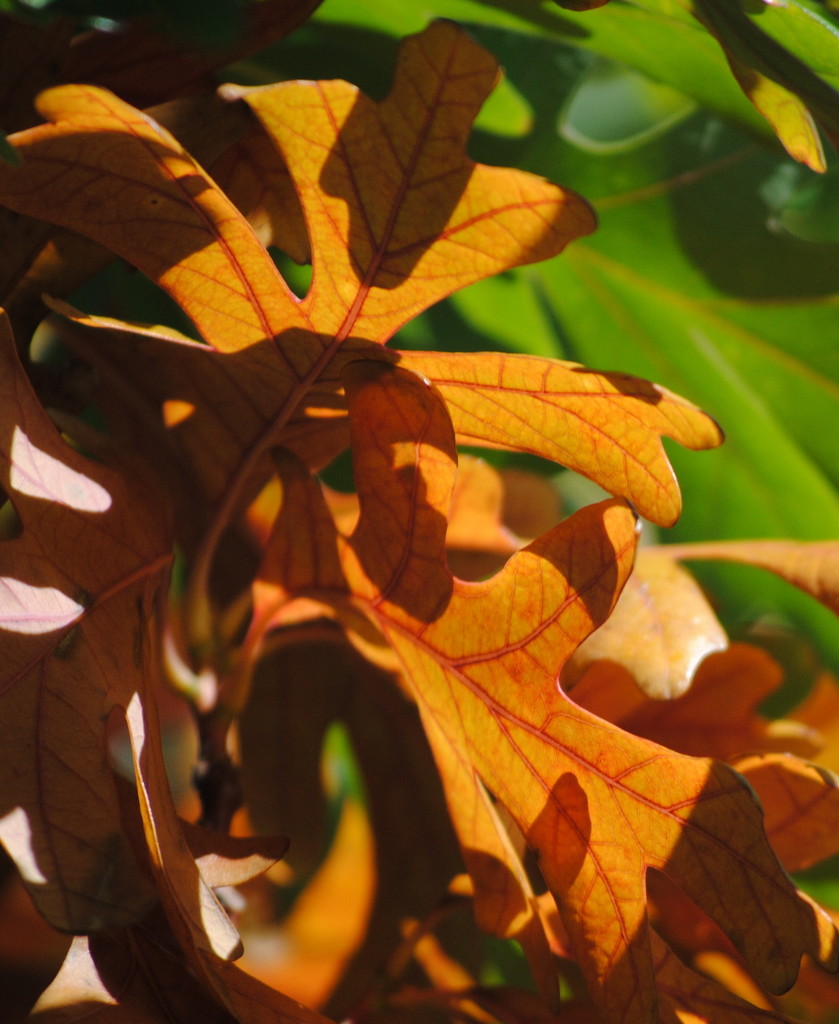 Oak Leaves in the Sun by genealogygenie