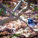 Mr Superb Fairy Wren welcomes you to a wet start for November by gigiflower