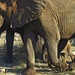 Baby Elephant Walk by redy4et