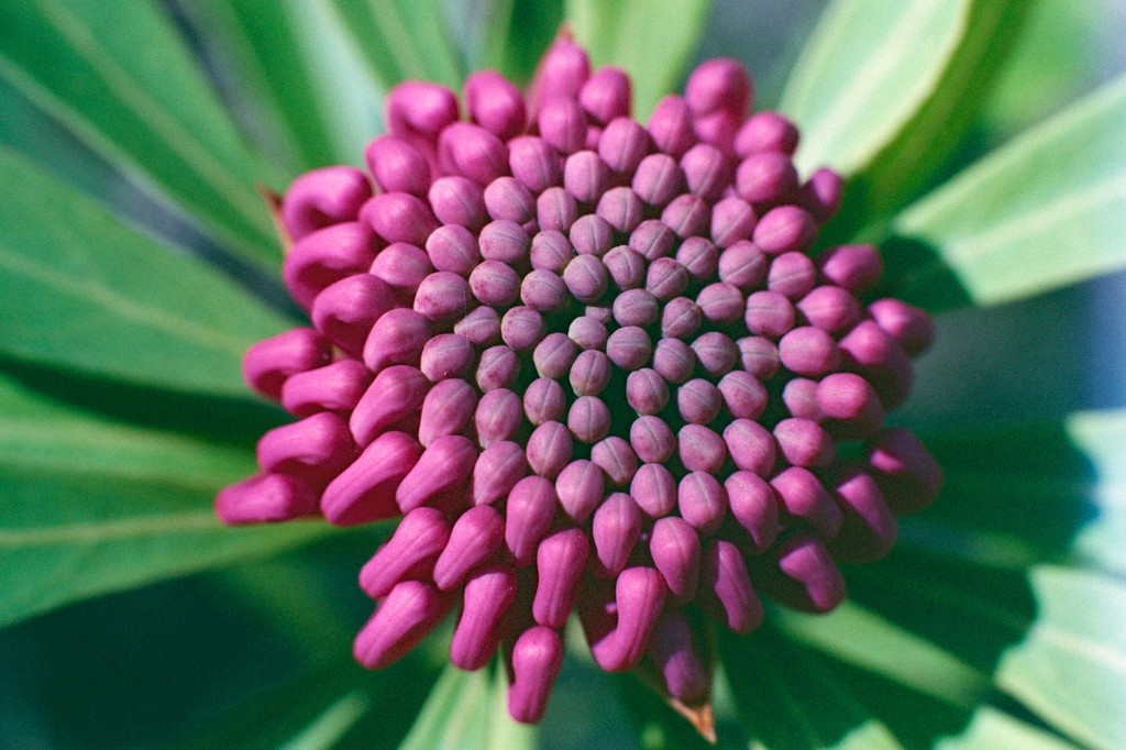 Waratah budding by peterdegraaff